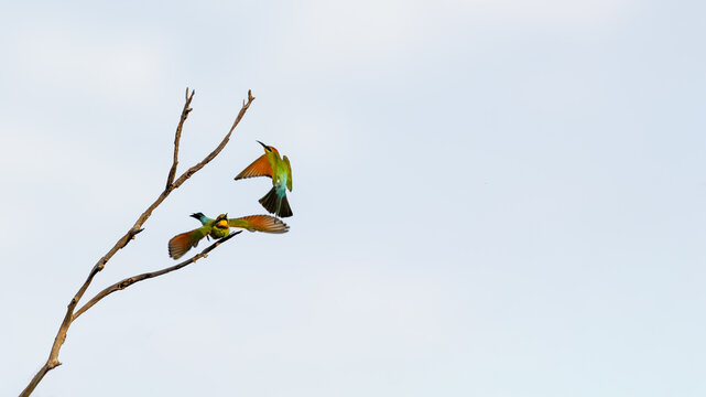 Two colorful bee-eater birds interacting around a bare branch against a clear sky