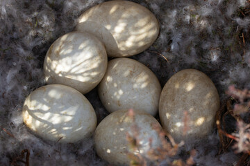 Nest with Greylag goose eggs in moorland, England, UK. © Colin Ward