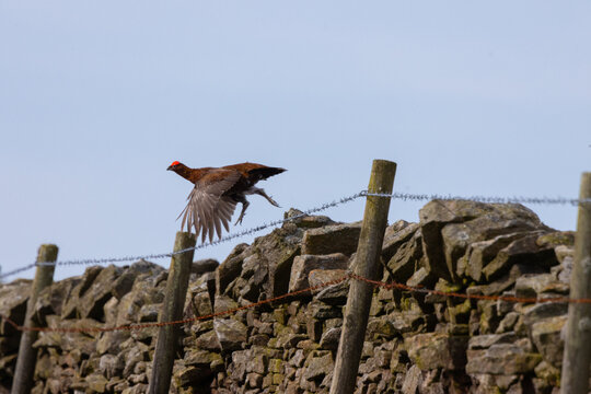 Red Grouse flying over a dry sone wall in moorland, yorkshire dales, uk england.