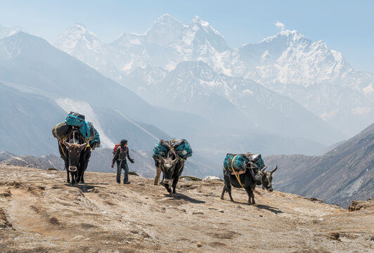 Nepal, Solo Khumbu, Everest, Dingboche, Sherpa guiding pack animals through the mountains