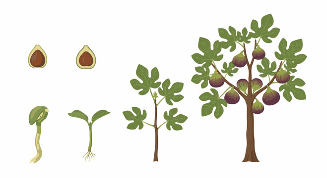 Growth cycle of a fig tree (Ficus carica) from seed cross-section to sprout, seedling, and mature tree with purple fruit and green lobed leaves on a white background.