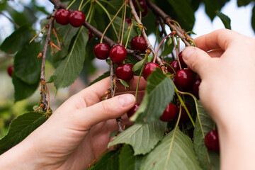 Hands picking ripe red cherries from a tree branch in summer orchard. Fresh organic fruit harvest, close-up of juicy cherries with green leaves in sunlight. © Anna