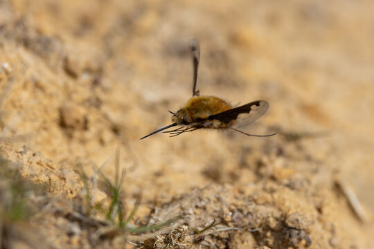 Dark Edged Bee Fly hovering over sandy soil.
