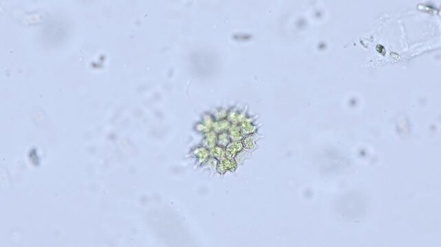 Pediastrum green microalgae colony under microscope