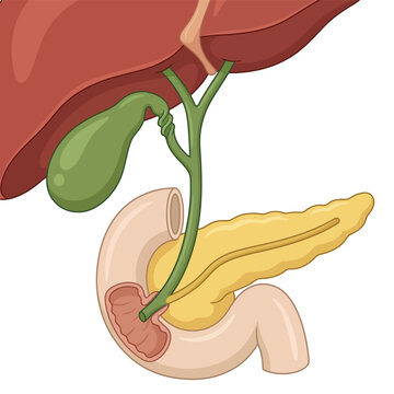 Gallbladder bile duct 3D cartoon illustration, common bile duct cystic duct hepatic duct ampulla, biliary anatomy medical education
