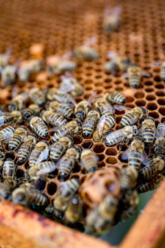 Close up of bee swarm on a honeycomb during honey production
