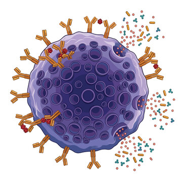 Mast cell 3D cartoon illustration, granule release degranulation histamine allergy response, immune cell anatomy medical education
