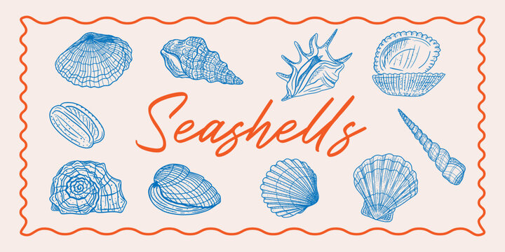 Set of various marine shells, hand-drawn line art illustration in a detailed blue sketch. Marine life, travel, vacation, coastal beauty, and natural wonder