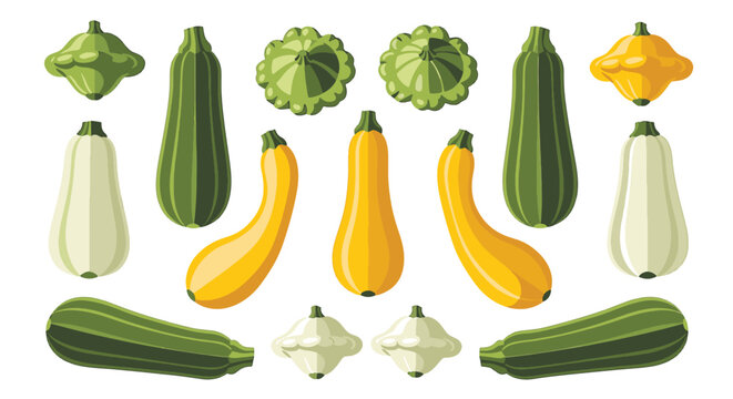 Flat vector illustration set of various squash and zucchini varieties, including green zucchini, yellow summer squash, and scalloped pattypan squash isolated on white background.
