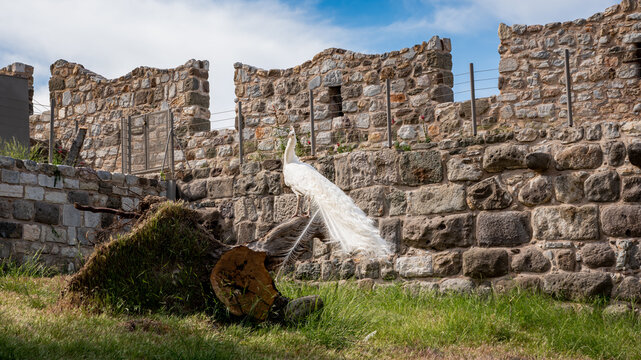 Rare White Peacock Perched on Log Against Ancient Stone Fortress Walls in Bodrum Castle