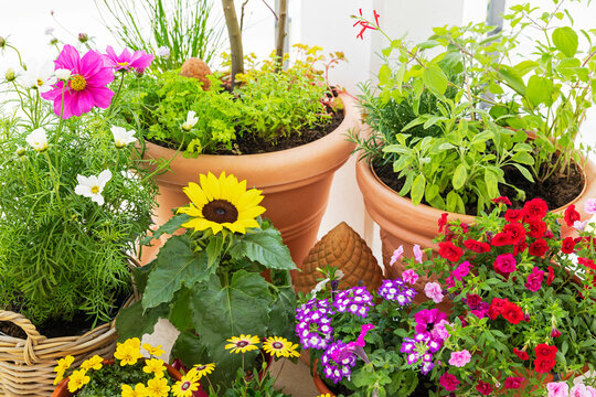 Colorful flowers and herbs growing in terracotta pots on a balcony