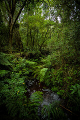 Fototapeta premium Stream flowing through lush forest canopy