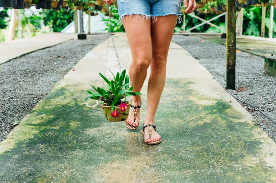 Malaysia, Low section of adult woman wearing shorts and flip-flops carrying potted plant