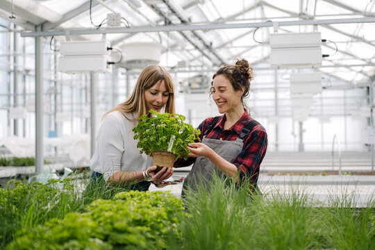 Gardener and businesswoman with parsley plant in greenhouse of a gardening shop