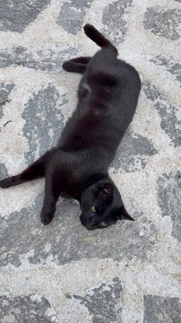 Cute tuxedo cat rolling on its back playing on stone pavement outdoors