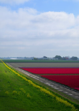 Spring tulip fields in Noordoostpolder Netherlands