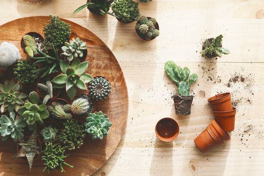 Cactus and succulents on wood