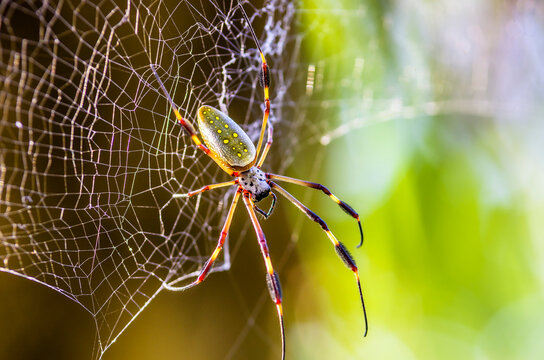 Costa Rica, Golden orb-weaver, Nephila clavipes
