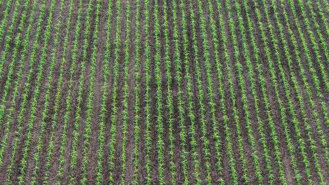 Young corn field growing in parallel crop rows across fertile farmland. Drone flying above early stage maize cultivation with agricultural soil and precision planting patterns. Agribusiness crop