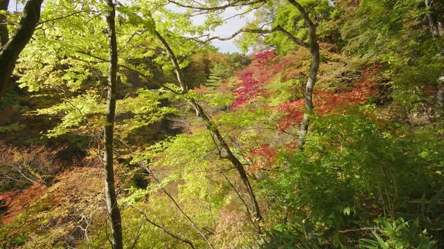 紅葉の名所 秋の鳴子峡の風景　Autumn scenery of Naruko Gorge, a famous spot for autumn foliage.