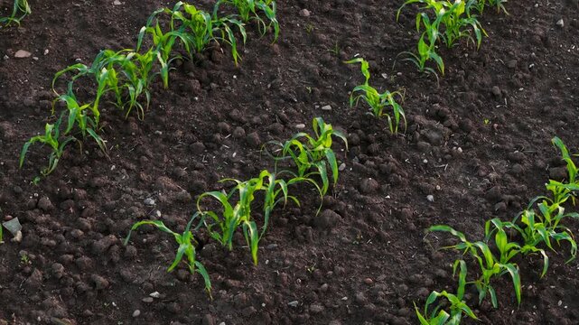 Young corn plants emerging from dark fertile soil in cultivated farmland. Early growth stage maize crop developing with visible row spacing and healthy green leaves. Crop establishment and agronomy