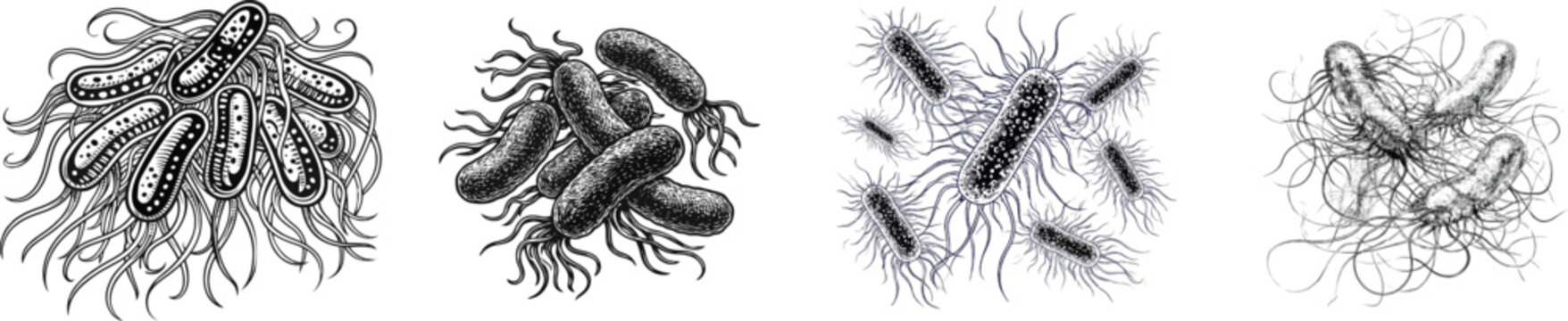 A group of rod-shaped bacilli bacteria with flagella tails is depicted in a highly detailed black and white vector style, inspired by vintage scientific engraving techniques. The design features