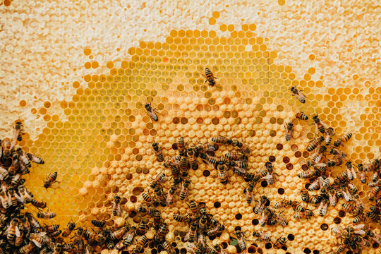 Closeup of worker bee swarm on natural honeycomb inside a pine hive