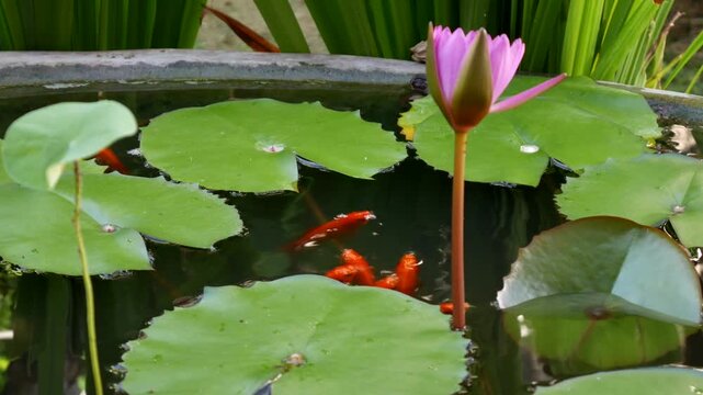A pink lotus flower stands among floating round leaves on a decorative pond surface forming a balanced aquatic composition linked with calm scenery. Meditation.