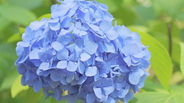 Blue Hydrangea Flowers Blooming in Early Summer Nature
