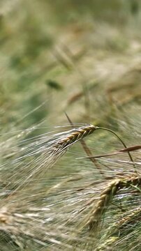 Close Up of Ripe Barley Ears Swaying in Wind in Slow Motion. Perfect for organic food branding, brewery commercials, mindfulness videos, and poetic storytelling about nature or farming.