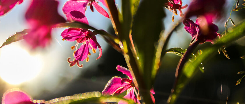 Ultra wide cinematic view of fireweed flowers glowing in sunrise light with lens flare and soft bokeh, natural panoramic background with copy space
