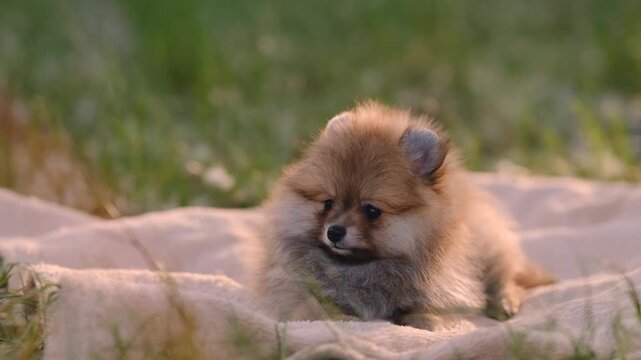Fluffy sable Pomeranian spitz puppy standing on a blanket outdoors in a sunny park at sunset.