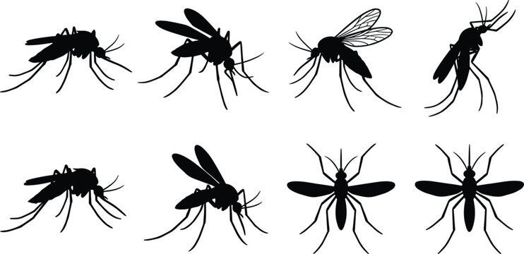 Mosquito insect silhouette set featuring different side top and flying views of bugs for pest control graphic design