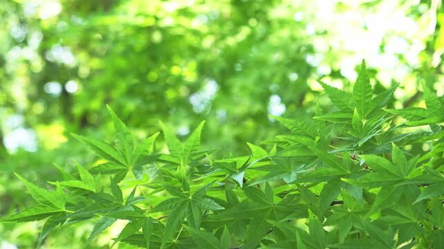 Fresh Green Maple Leaves in Soft Sunlight with Blurred Forest
