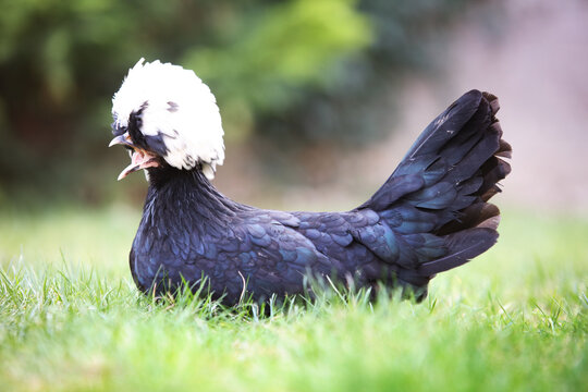 Poultry Farming And Heritage Breeds Holand Polish Chicken Standing On Grass In Sunlight Representing Sustainable Agriculture And Ethical Animal Husbandry Practices
