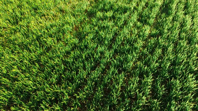 Green wheat field with dense young plants growing in rows under warm sunlight. Spring cereal crop developing across cultivated farmland with visible planting structure. Agriculture production and crop