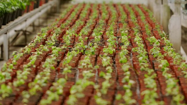 Growing vibrant plants in a lush greenhouse