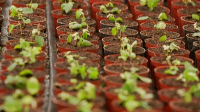 Growing green seedlings in a vibrant nursery environment