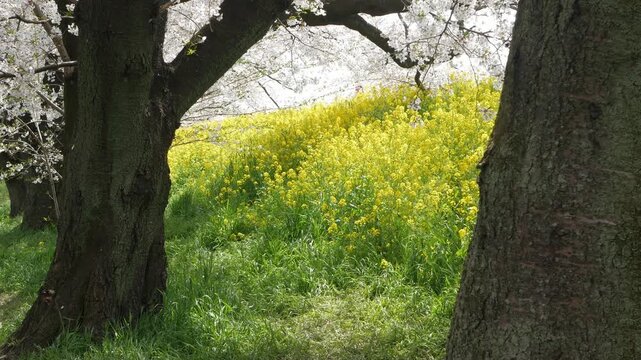natural spring landscape green space with cherry blossom sakura trees contrasting with yellow rapeseed flowers flied in sunny spring day, sakura plum flower petal in Kumagaya Saitama Japan.