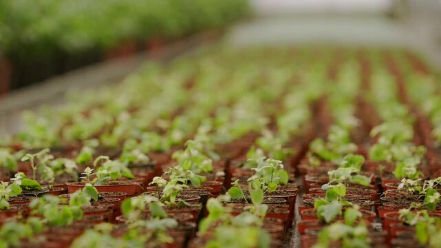 Growing green life in a sustainable greenhouse