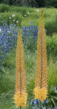 Eremurus x isabellinus.  Foxtail lilies plant producing long spikes covered in hundreds of small star-shaped coppery-orange flowers with yellow centres and stamens
