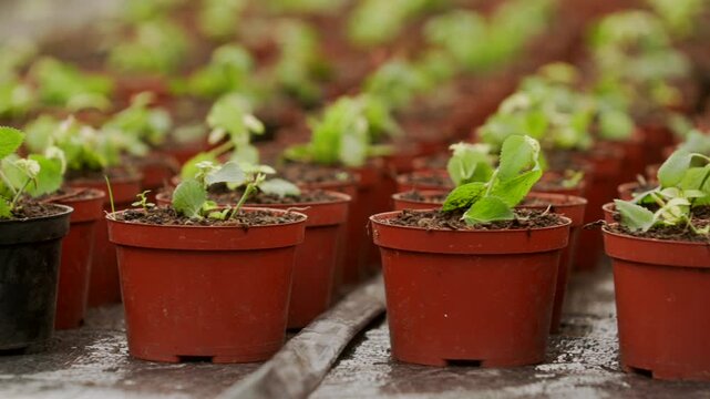 Growing fresh greens in a vibrant greenhouse garden