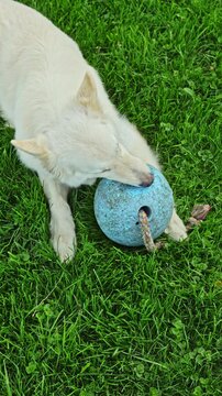 A dog is lying on green grass and chewing a blue ball. It is a sunny day with no one else present. The dog seems focused on the ball while enjoying its time outdoors.