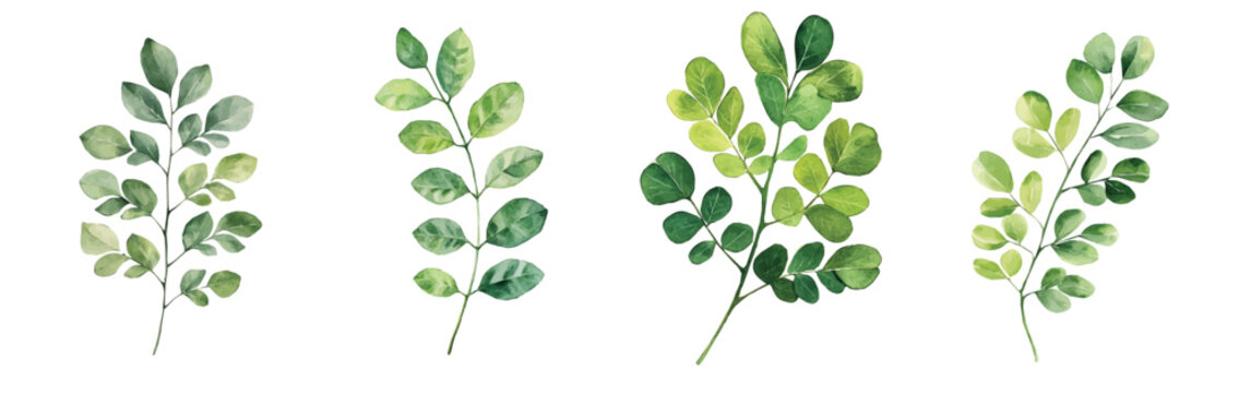 Design of a moringa leaf painting. Hand-painted style, vectorized, vector set available in EPS Simple Hand-painted watercolor style. Hand-painted watercolor style, vectorized