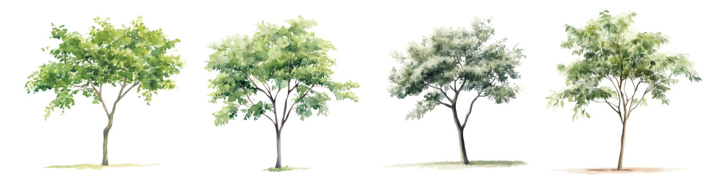 Design of a moringa tree painting. Hand-painted style, vectorized, vector set available in EPS Simple Hand-painted watercolor style. Hand-painted watercolor style, vectorized