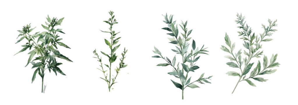Design of a mugwort plant painting. Hand-painted style, vectorized, vector set available in EPS Simple Hand-painted watercolor style. Hand-painted watercolor style, vectorized