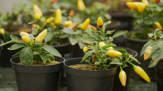 Bright chili peppers grow in lush garden pots