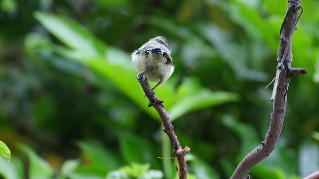 The Eurasian blue tit is a small passerine bird in the tit family, Paridae. It is easily recognised by its blue and yellow plumage and small size.