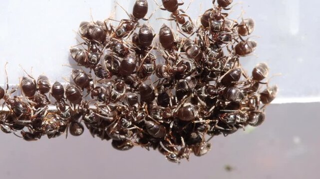 The black garden ant (Lasius niger) is a common, harmless species frequently found in UK gardens and homes.