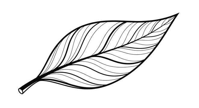 Detailed black and white line drawing of a single elongated leaf with a complex network of veins on a white background.